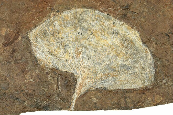 Paleocene Fossil Ginkgo Leaf - North Dakota #271071